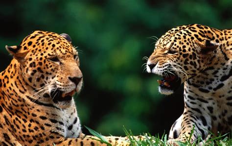 Diferenças entre leopardos e onças .